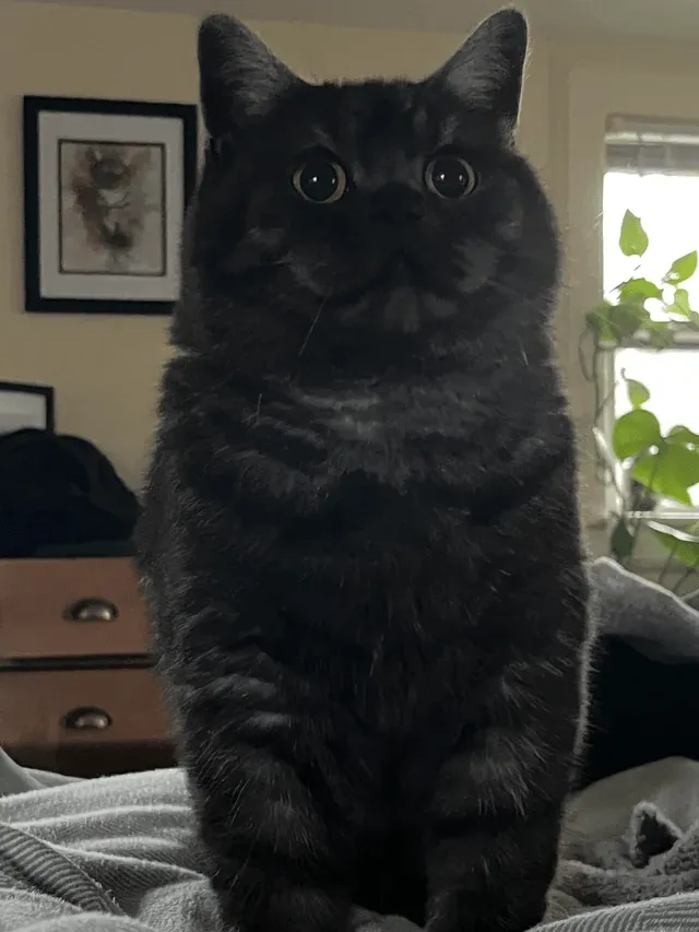  «Оскар готов начать утреннее буйство».