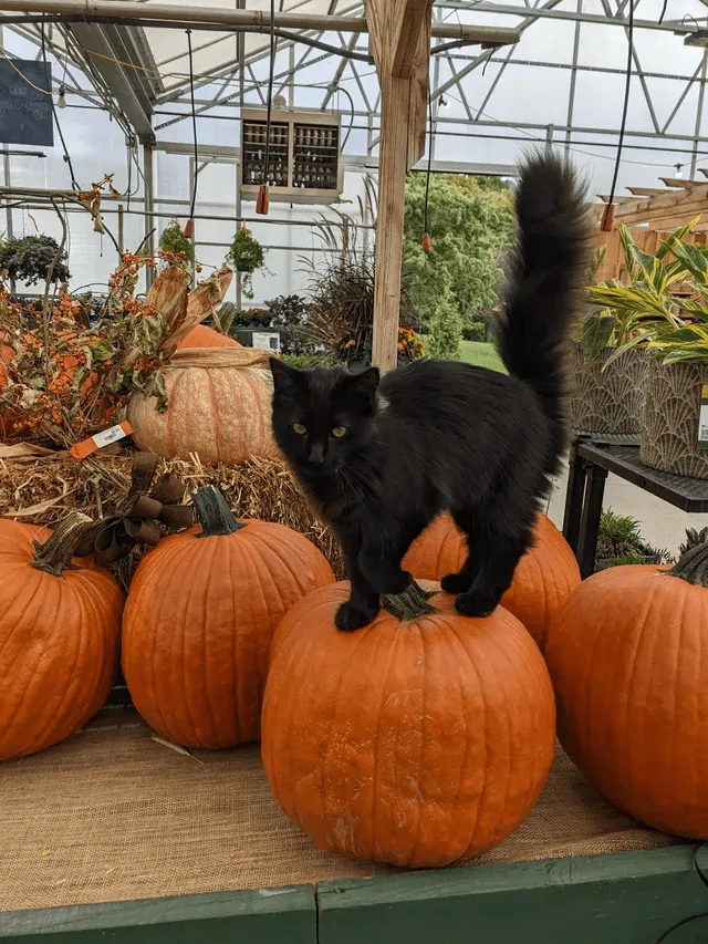 «Продавец тыкв».