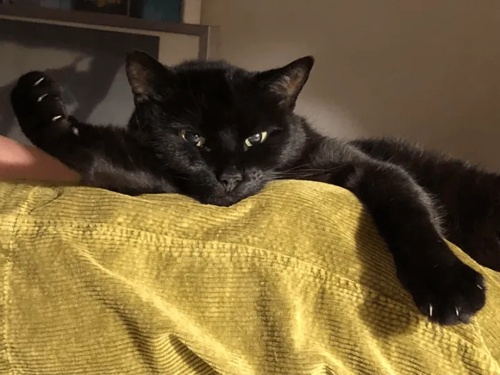 «У нее сильный характер, самый шелковистый мех и одна-единственная клетка мозга, которая очень усердно работает».