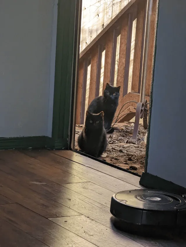 «У меня есть одна черная кошка, но ни одна из них не она». 