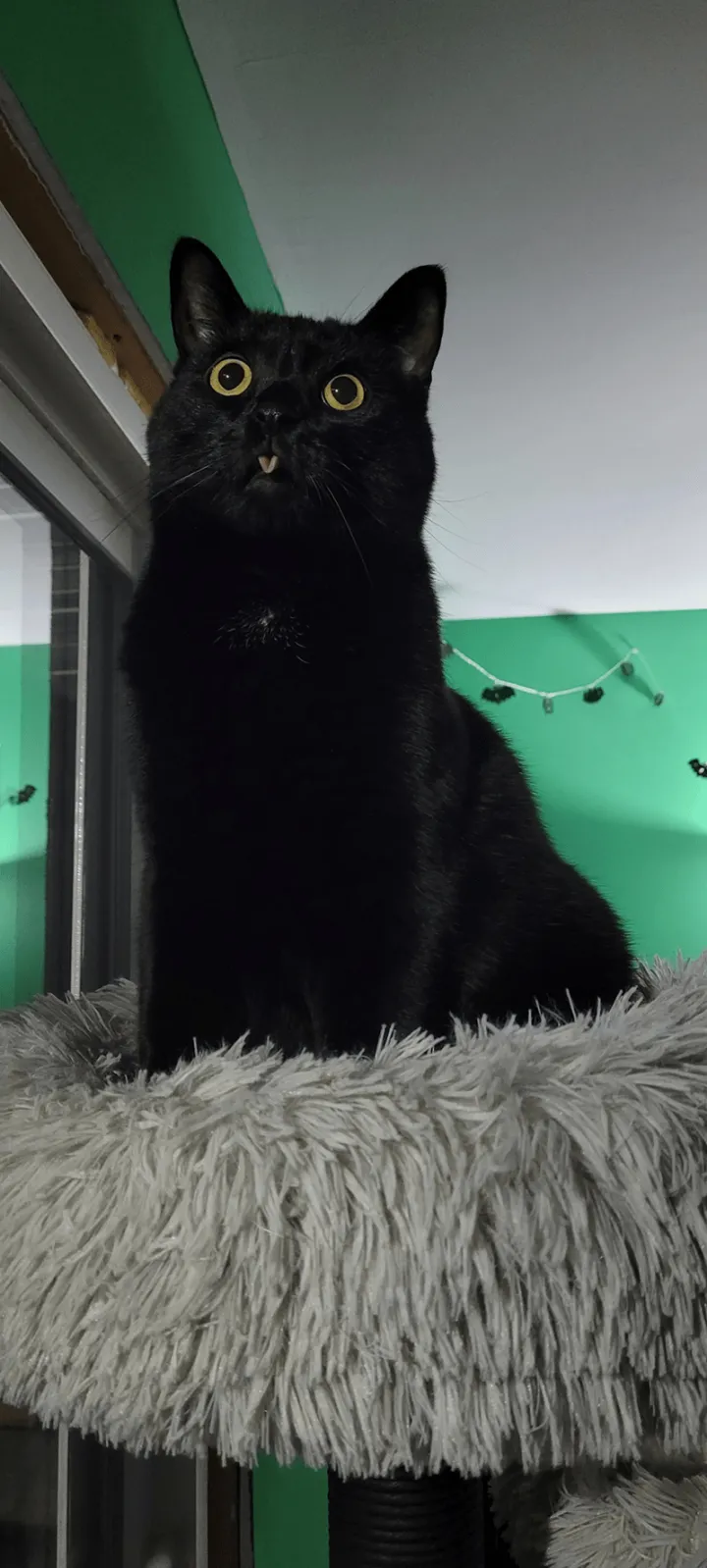 «Это мой лучший друг». 