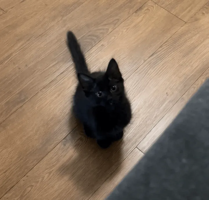 «Завести кошку — это действительно лучшее решение, которое я когда-либо принимал. Я никогда не был так счастлив. Посмотри на моего ангела». 