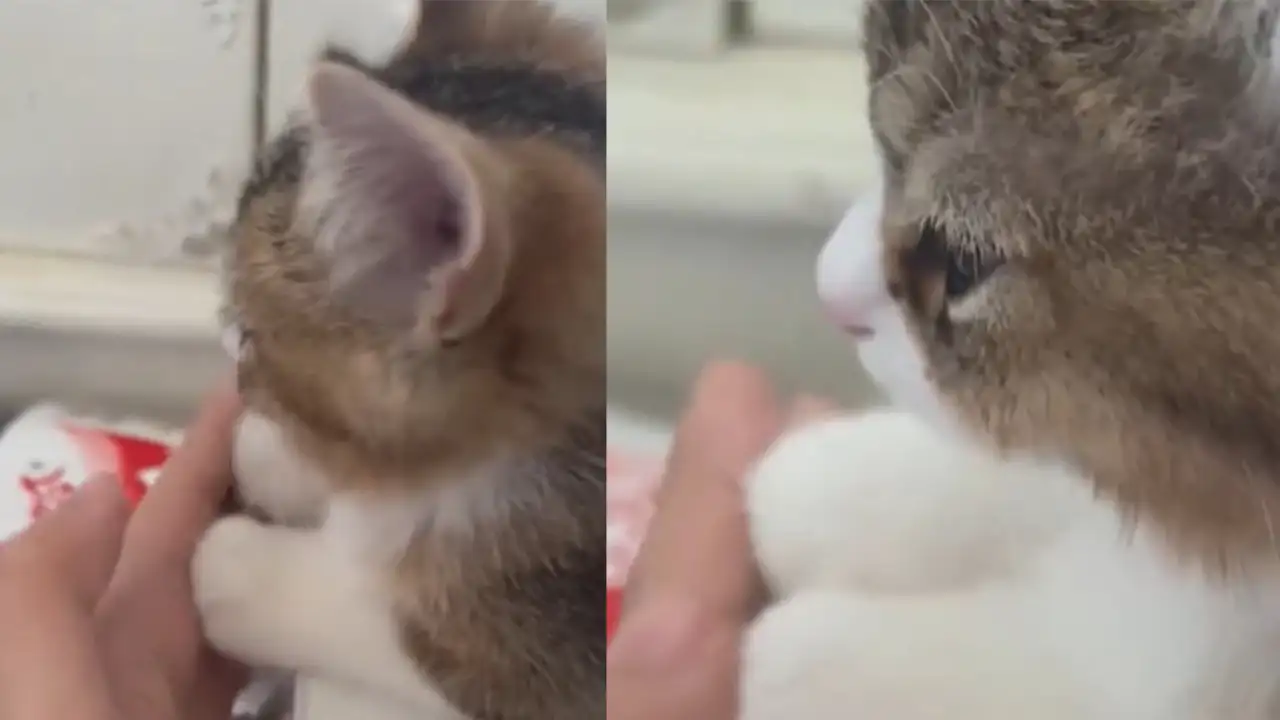 Кошачьи лапки.