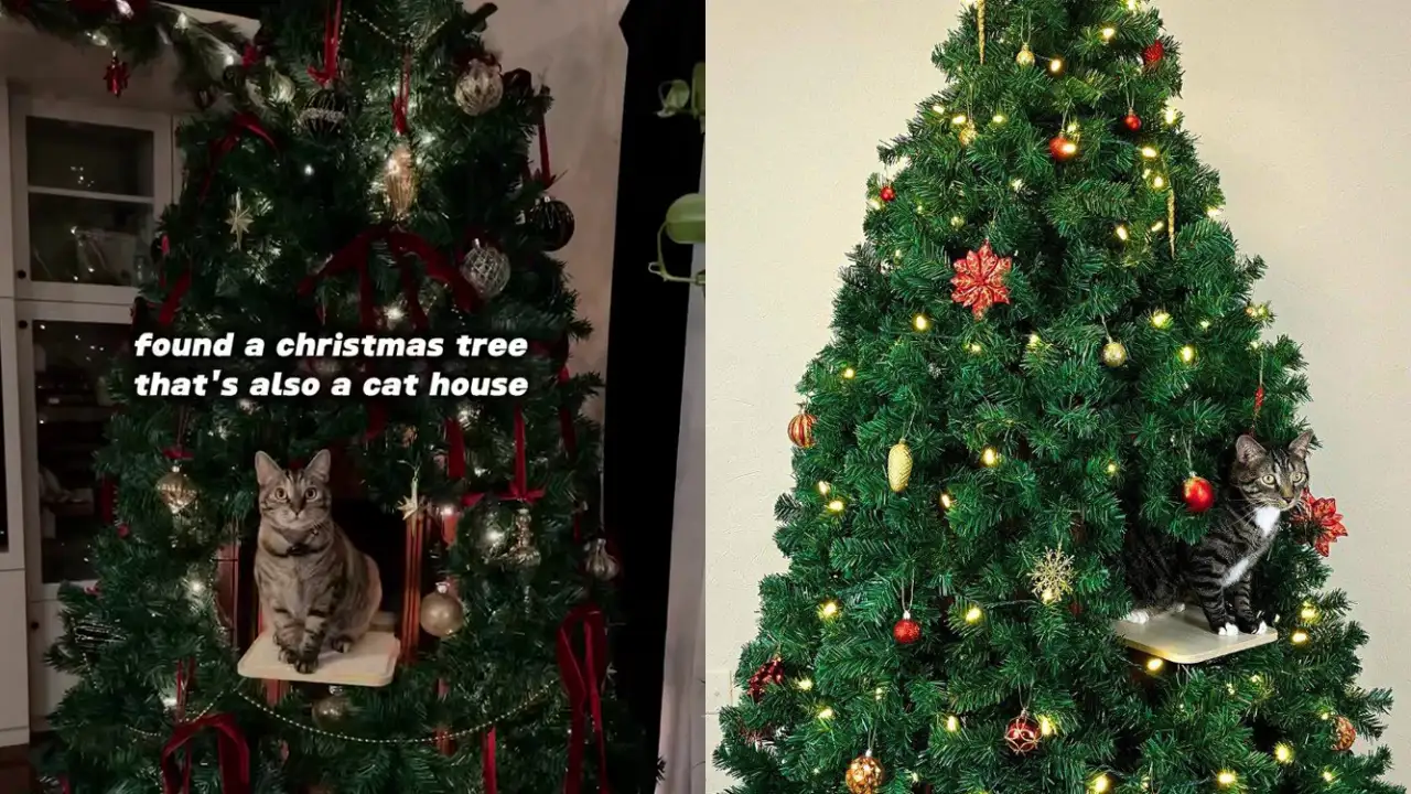 Компания Meowpy выпустила ёлку для специально для котов.