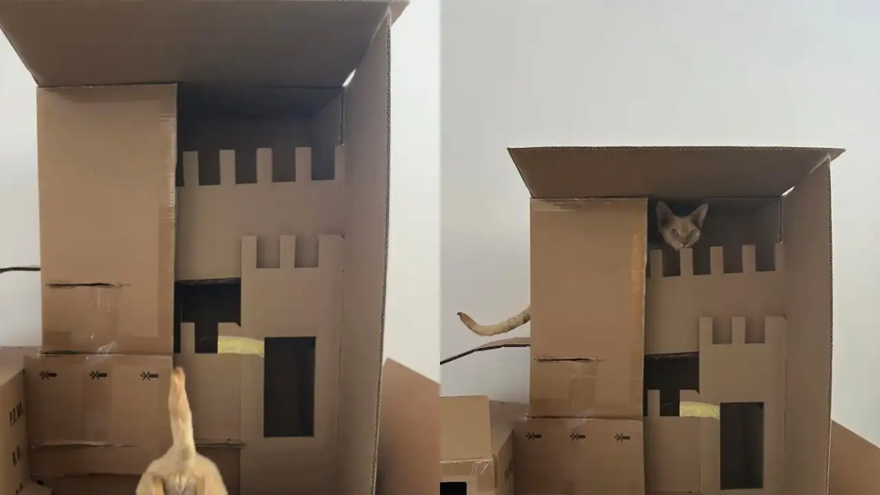 Кот в картонном замке.