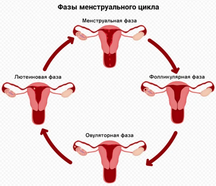 Фазы менструального цикла.