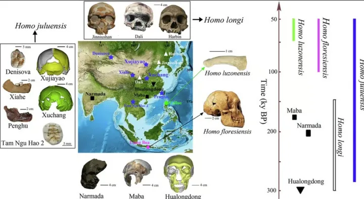 Недавние открытия рисуют сложную историю эволюции человека в Китае и Юго-Восточной Азии.