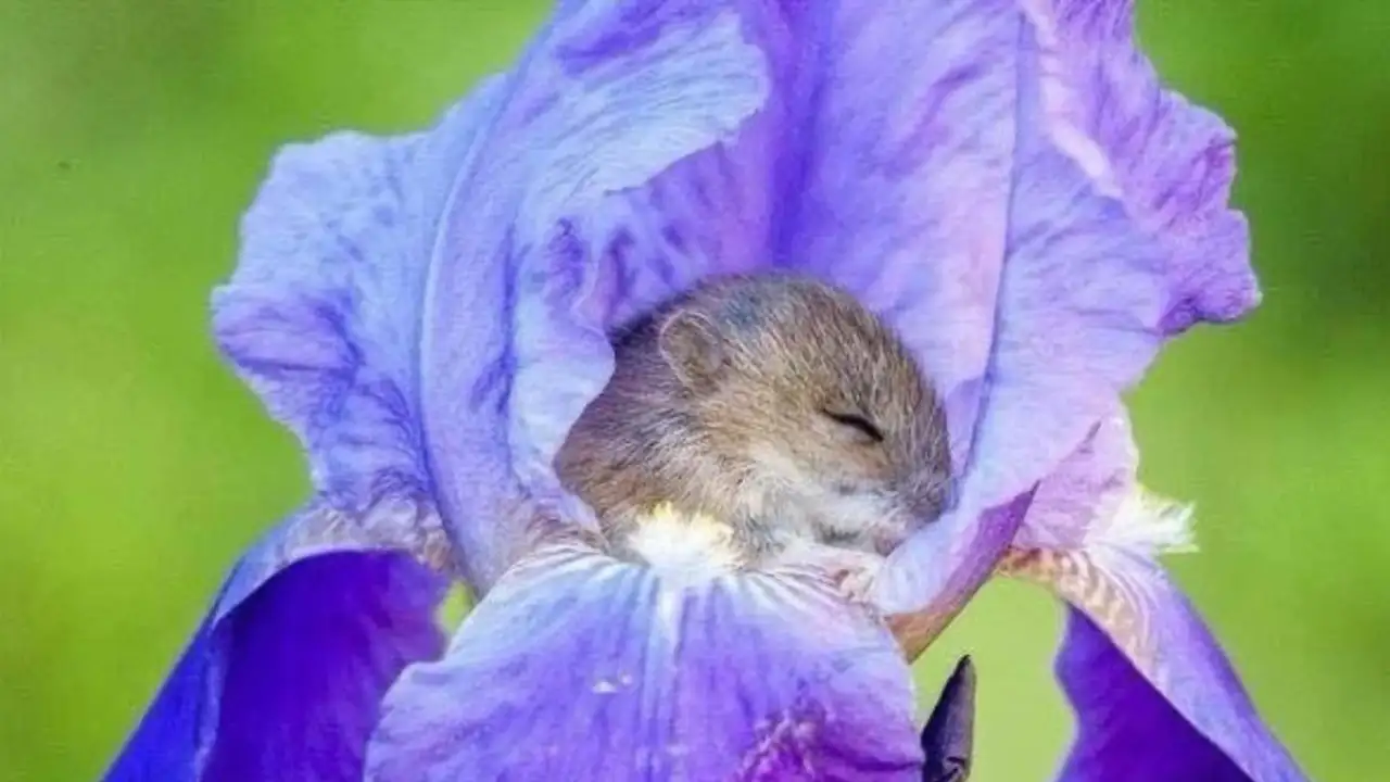 Мышка-малютка в цветке.