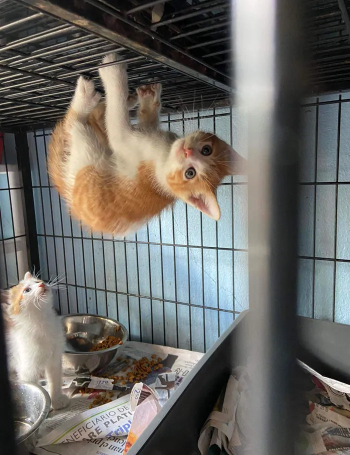 Маленький ниндзя.