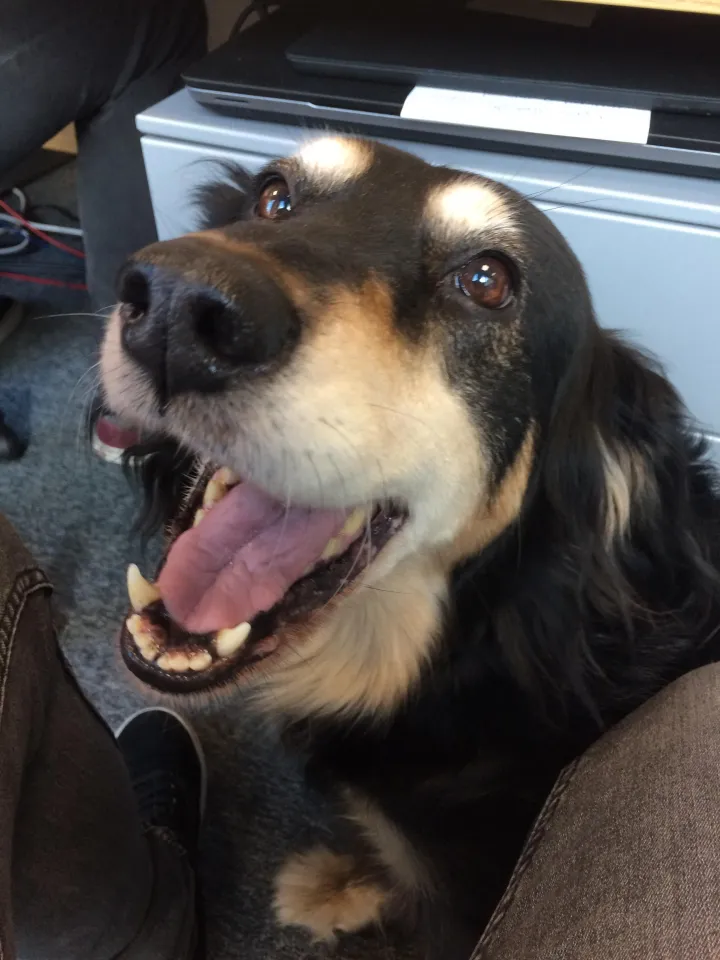 «Здесь разрешено приводить собак в офис, сегодня встретил новую подругу, она самая хорошая из девочек».