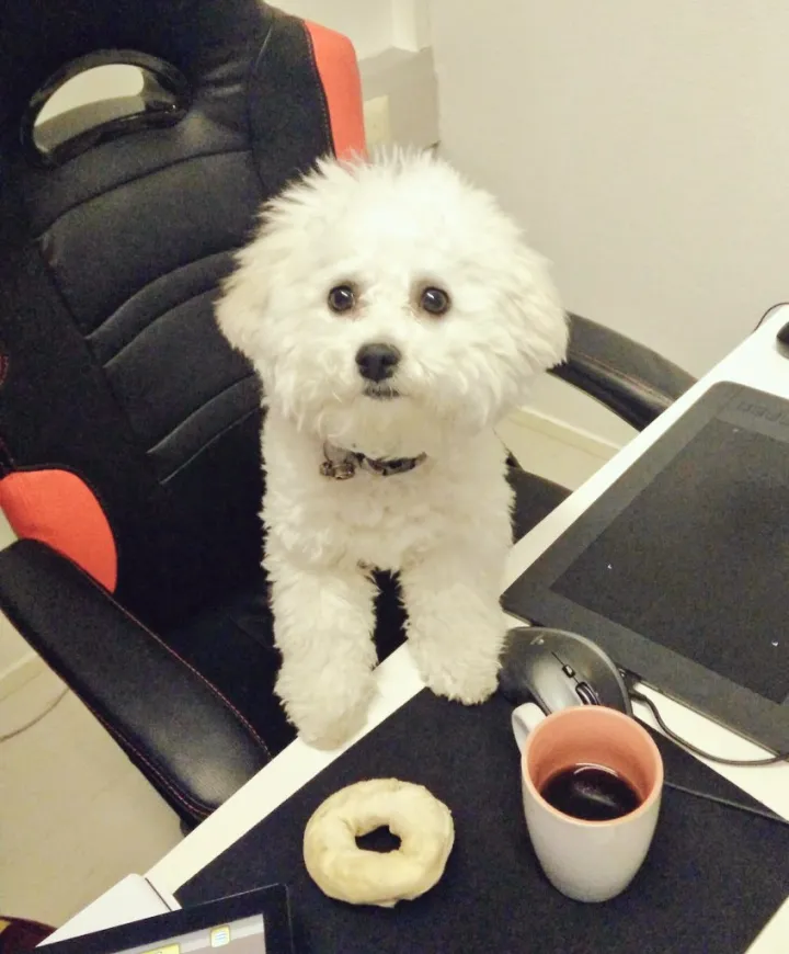 «Офисным собакам тоже нужны перерывы на кофе».