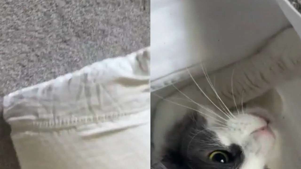 Кошка в подушке.