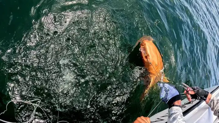 Золотая двухметровая акула.