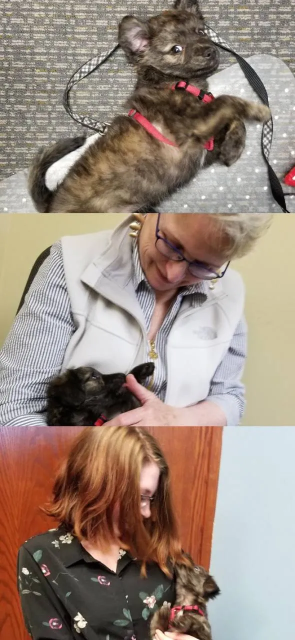 «В мой офис никогда не пускали собак, пока я не купил щенка, и мой босс сделал исключение. С тех пор мои дни на работе выглядели так, и, кажется, настроение стало у всех гораздо лучше!»