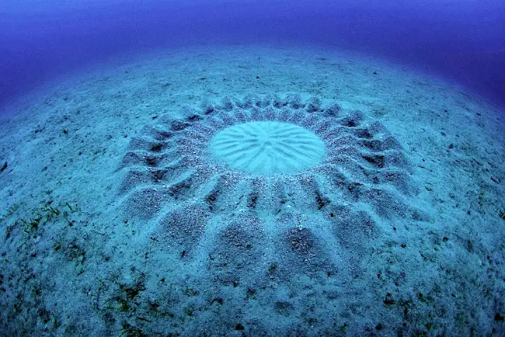 Странные архитектурные объекты на дне Тихого океана.