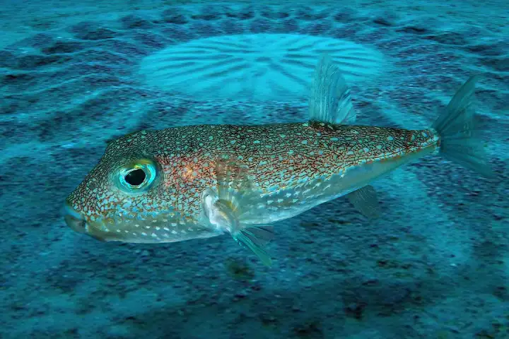 Белопятнистый иглобрюх во всей красе.