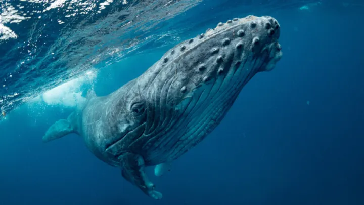Скорее всего, череп принадлежал горбатому киту, который запутался в подводных снастях и погиб.