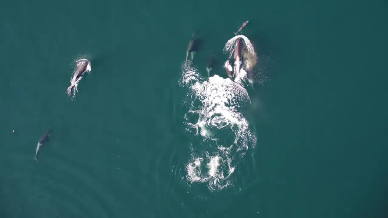 Дельфины и северные популяции косаток высматривают добычу.