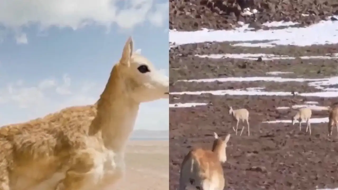 Робот-антилопа.