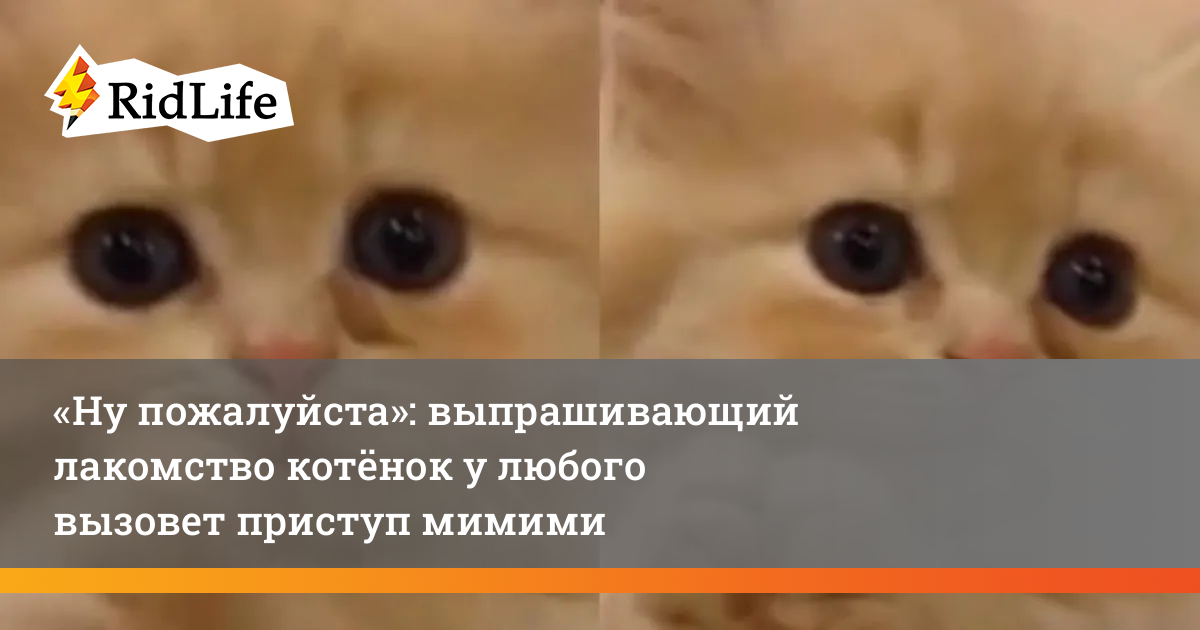 Котенок пожалуйста