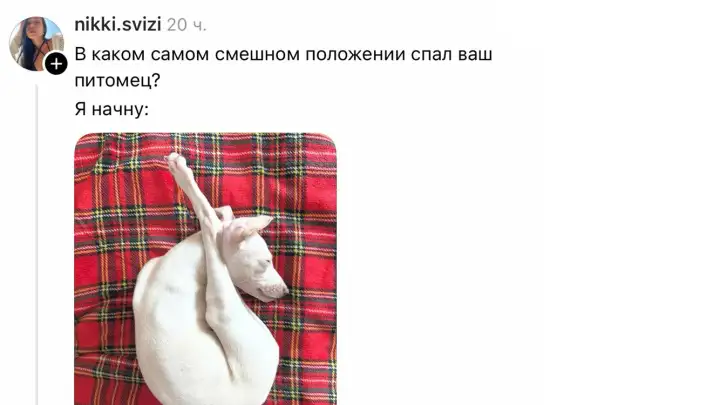 Как на самом деле нужно отдыхать: питомцы показали лучшие позы для сна