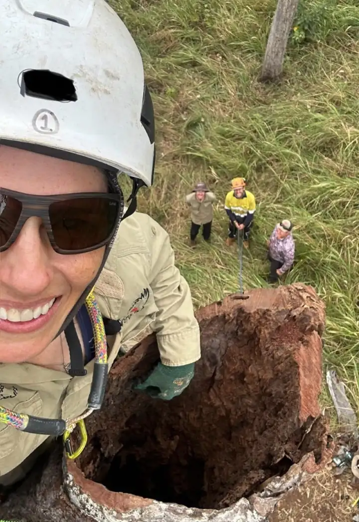 Искусственное дупло.