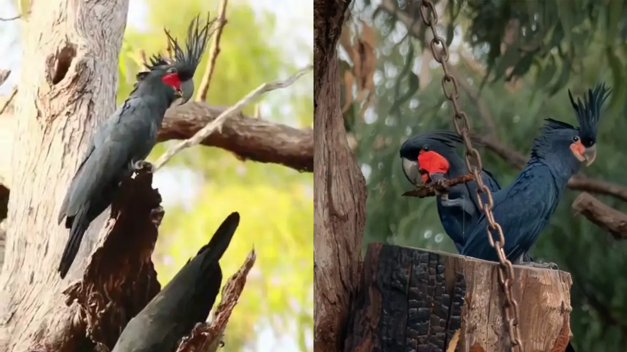 Чёрные какаду.