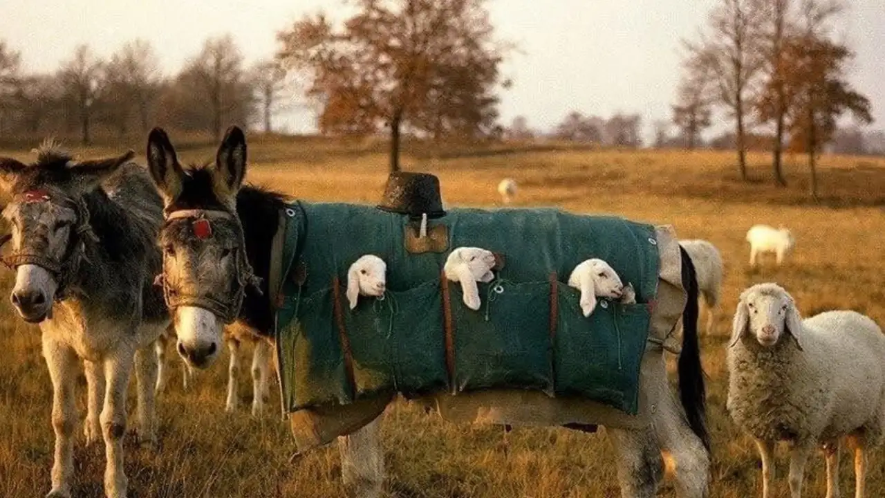 Ослики носят ягнят в сумках.