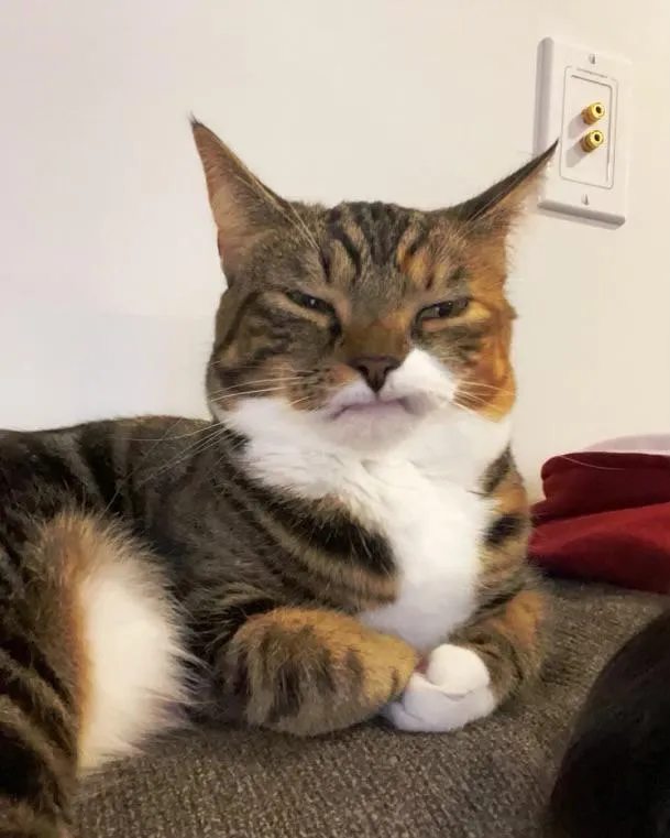 «Кошка моей сестры потеряла свои верхние клыки, и теперь это ее постоянное лицо».