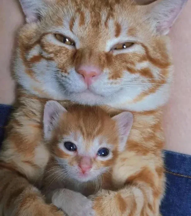 «Это мой сын, он тебе нравится?»