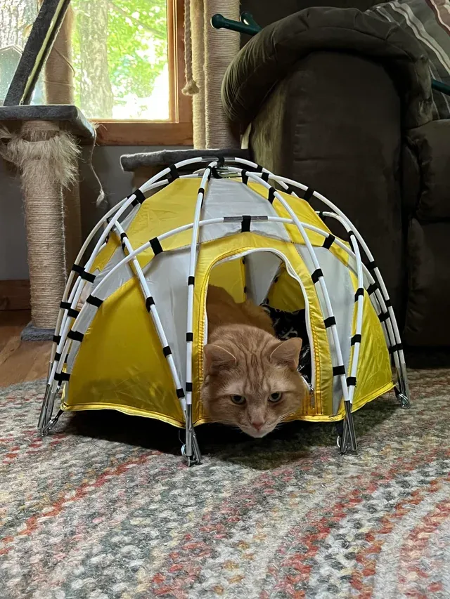 «Я купил своему парню крошечную палатку».