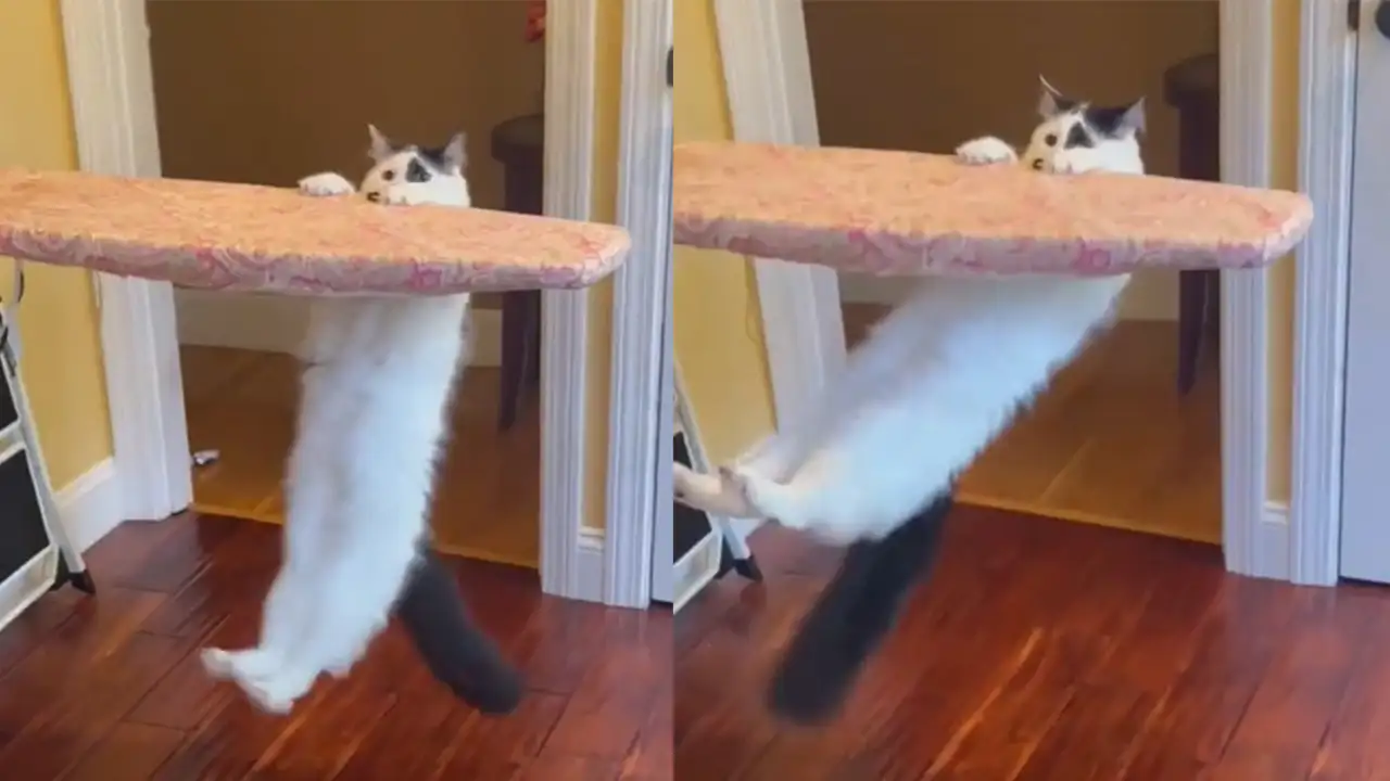 Кот-спортсмен.