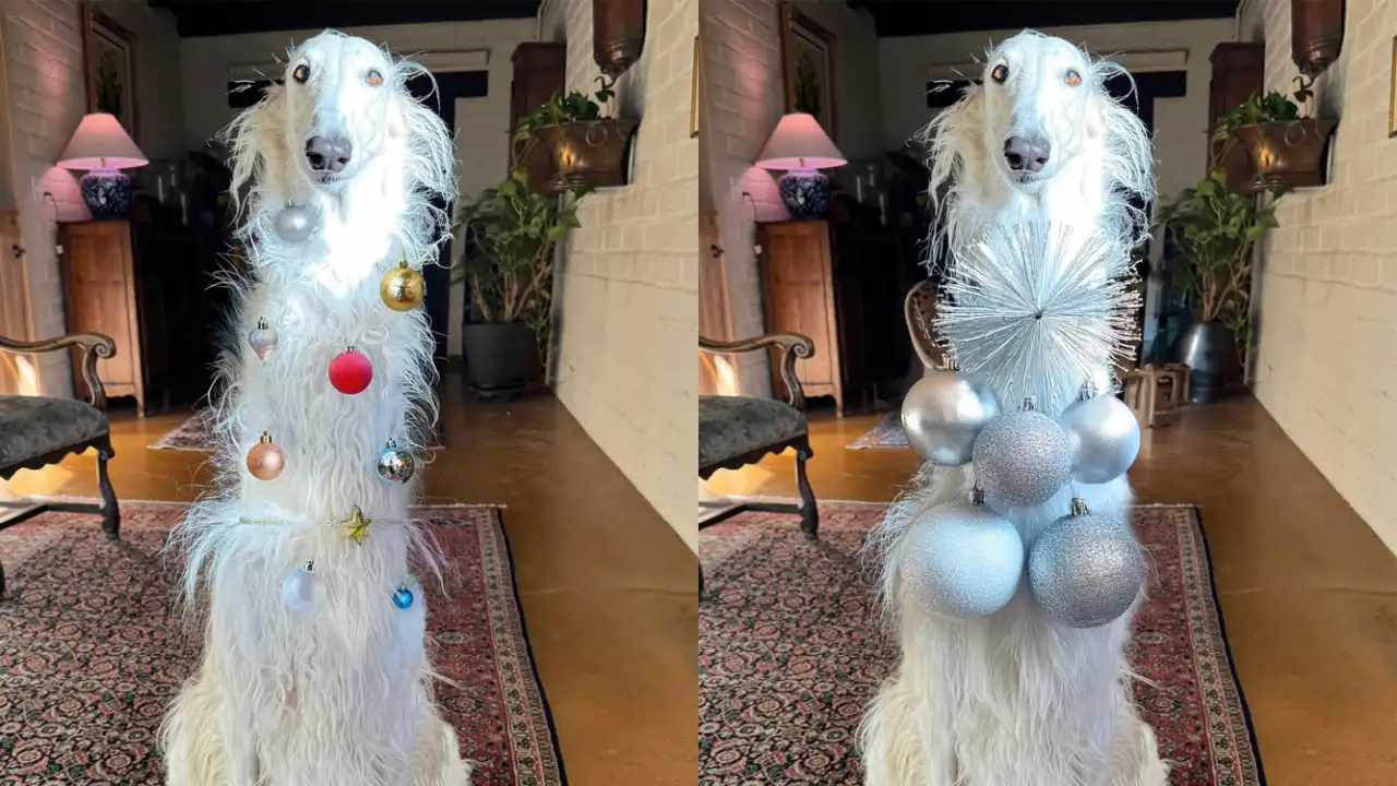 Борзая в новогодних украшениях.