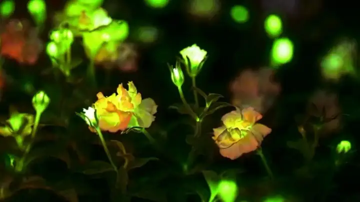 Светящиеся растения.