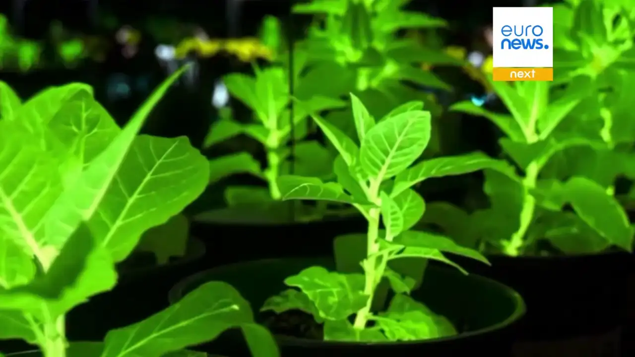 Светящиеся растения.