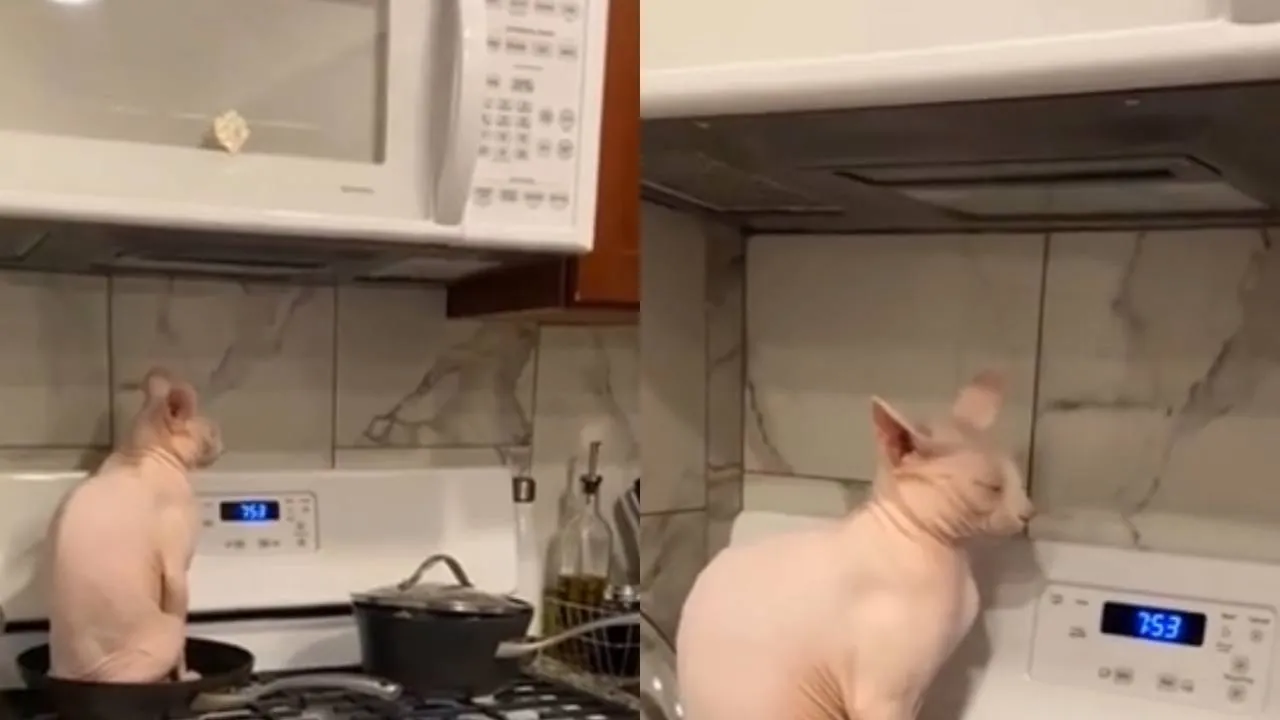Котик на сковородке.