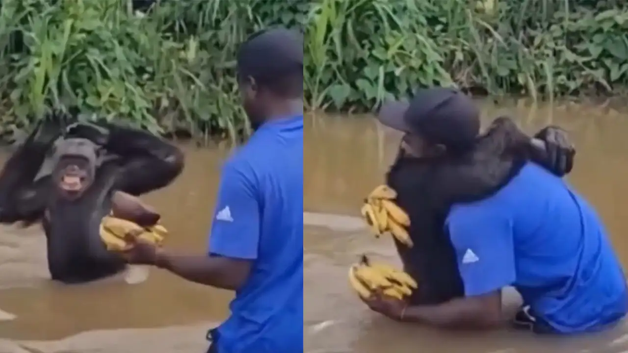 Шимпанзе узнает смотрителя.