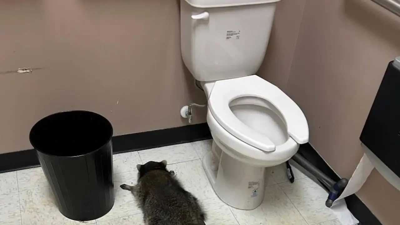 Пьяный енот в туалете алкомаркета.