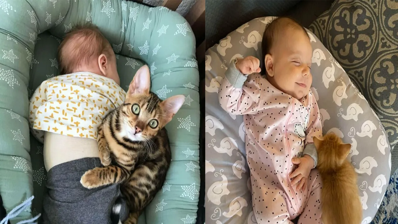 Дети и кошки.