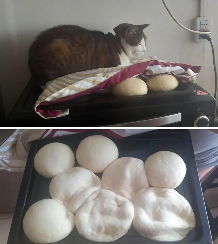 «Моя кошка решила испортить эту партию хлеба. По крайней мере, ей было комфортно».