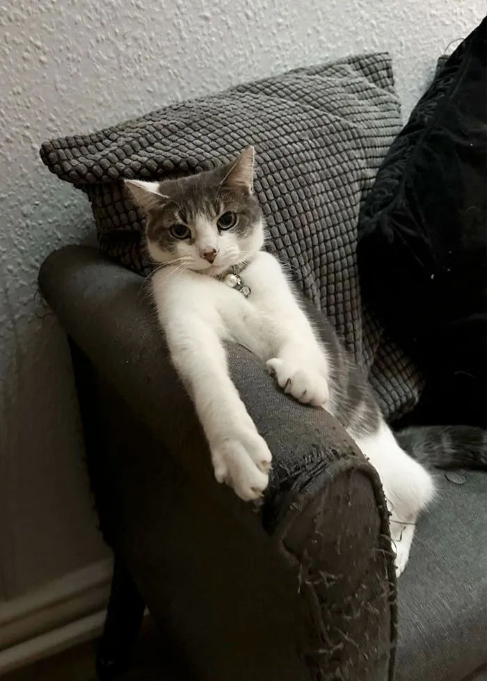 Он гордится тем, что испортил диван.