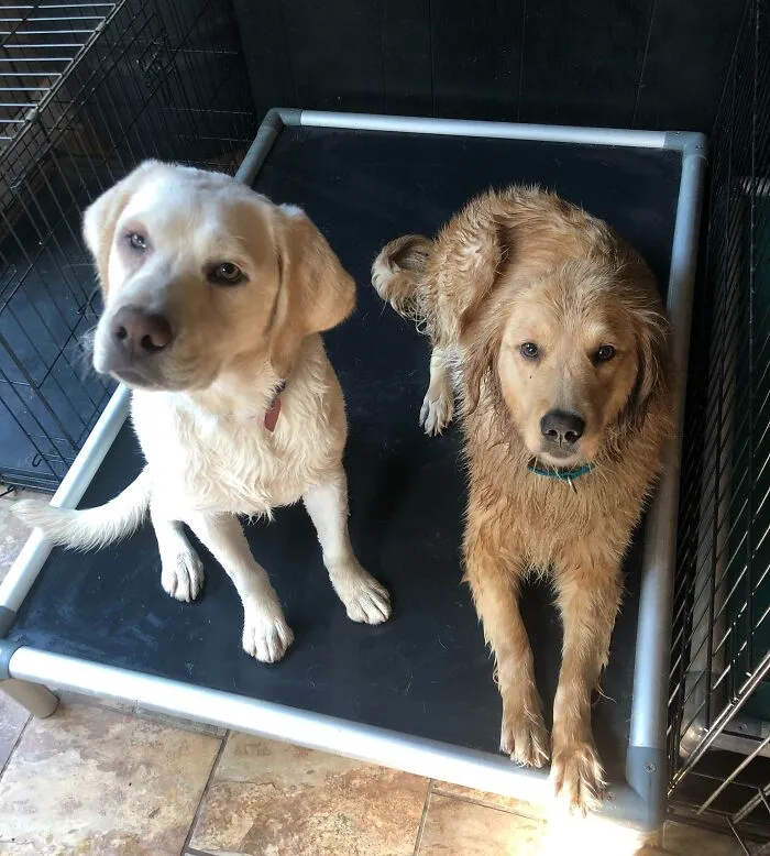 «Угадайте, кто вернулся с улицы в какой-то вонючей жиже, когда в доме собралось 25 человек. Ответ — они оба».