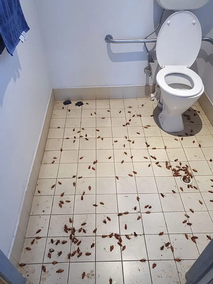 «Это зрелище ждало меня в туалете на работе сразу после Рождества».