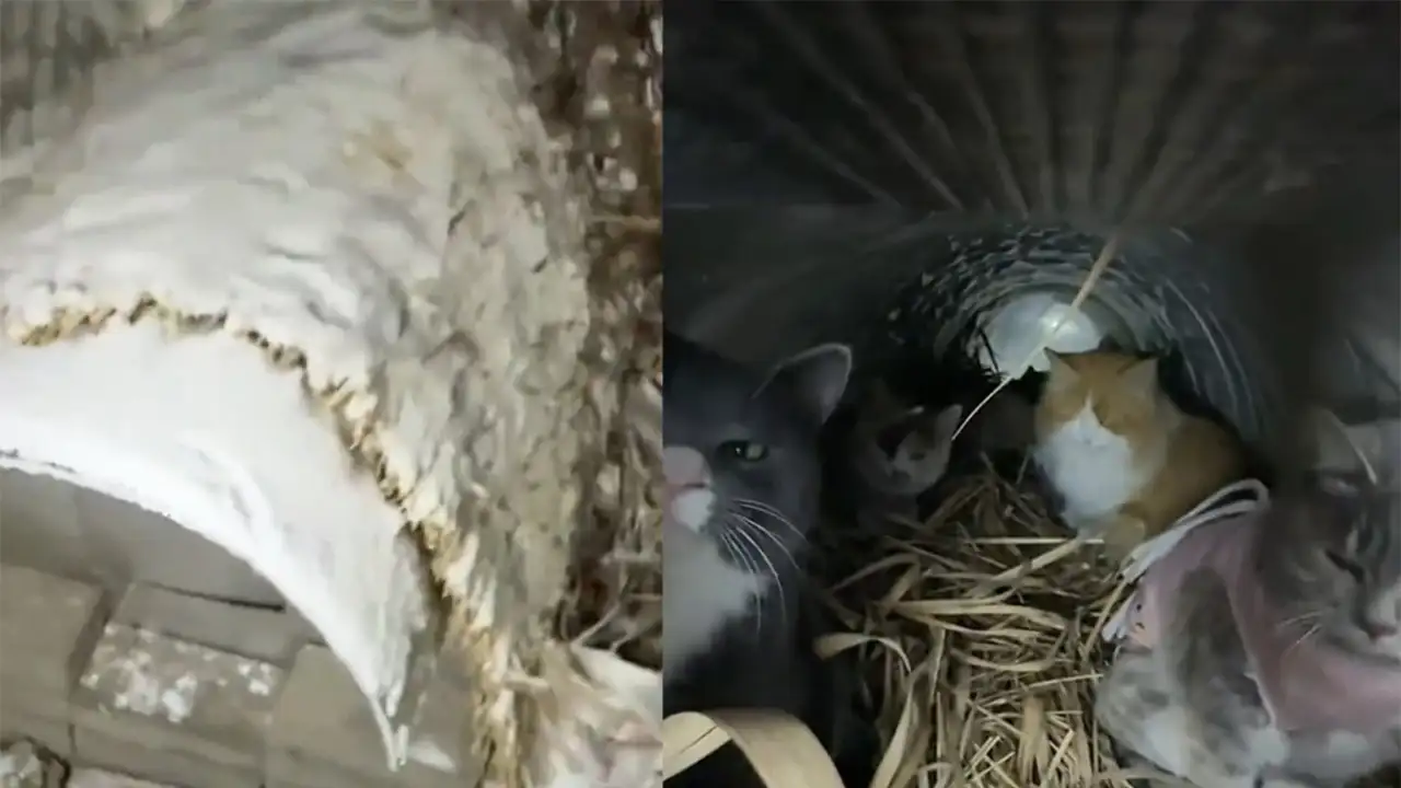 Котики в теплице.