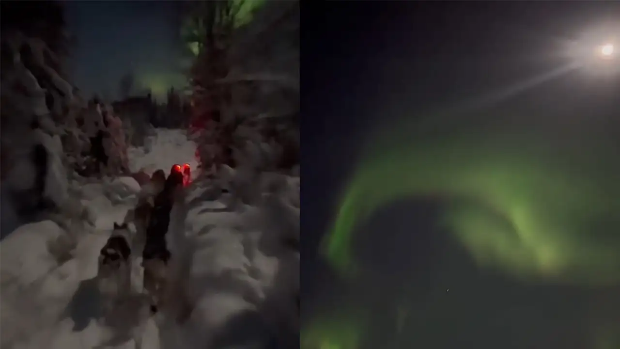 Поездка на собачьей упряжке.