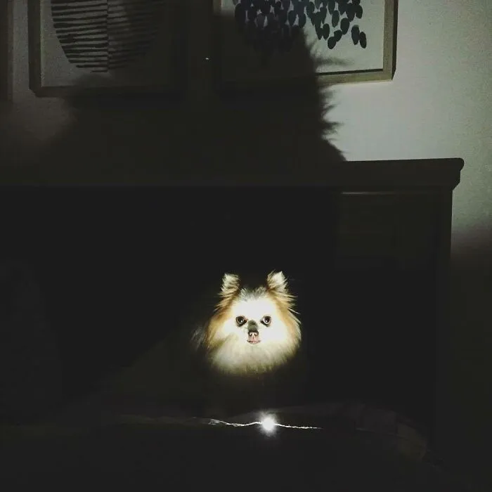 «Мама включила подсветку своего iPhone, чтобы увидеть дорогу в ванную. Я воспользовался возможностью, чтобы напугать ее, когда она вернулась. Бу».