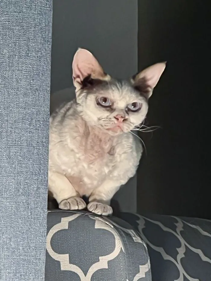 «Наш демон».