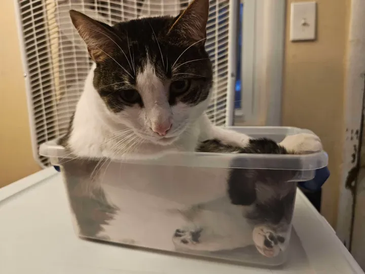 «Сидит как воспитанный котик».