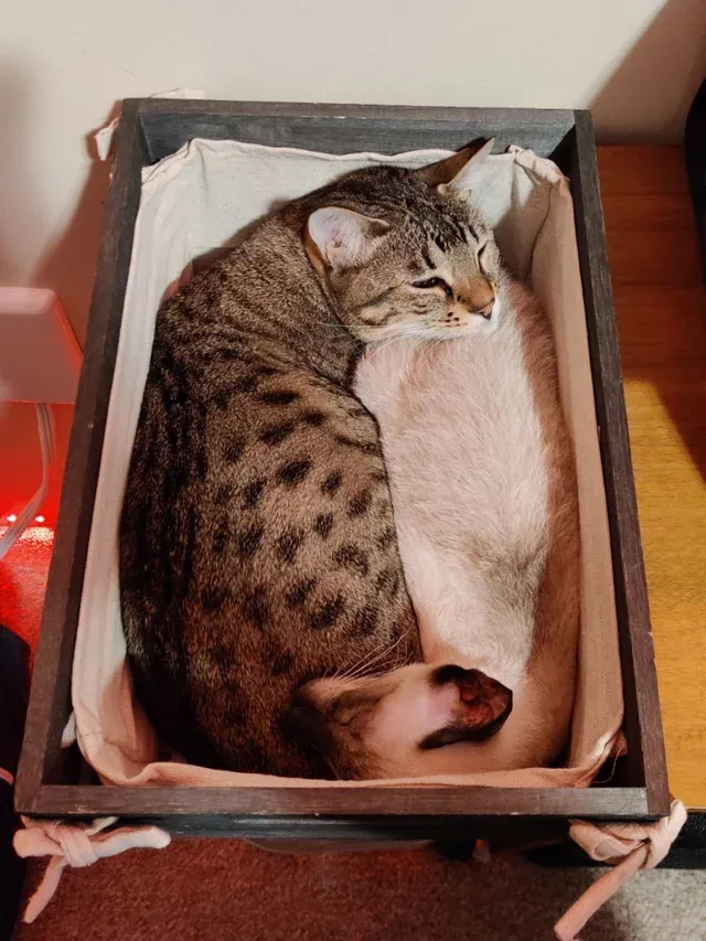 «Мои кошки превратились в жидкость, чтобы вместе лежать в мусорном ведре».