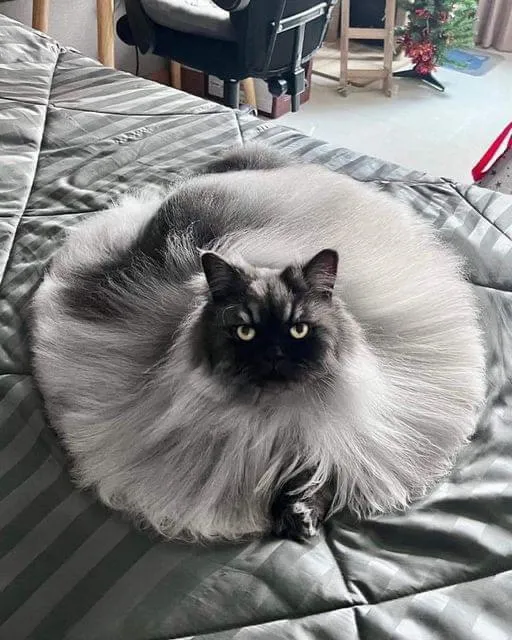 Пушистый коврик.